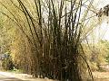 Indian Thorny Bamboo